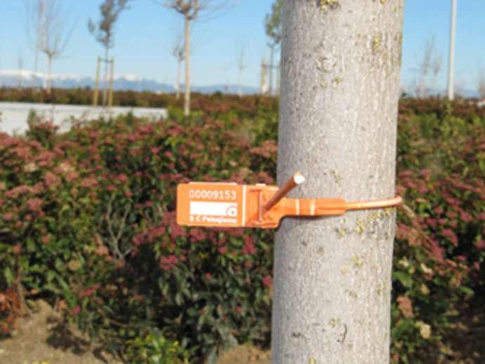 Etiquetado de especies arbóreas Marcador de arbol