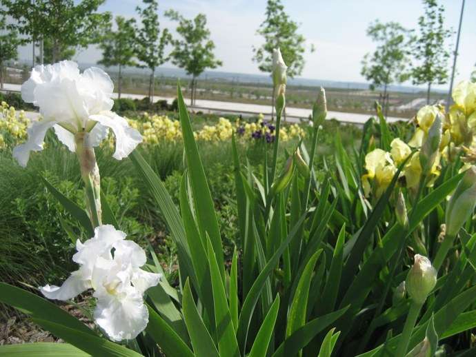 Flores blancas Valdebebas